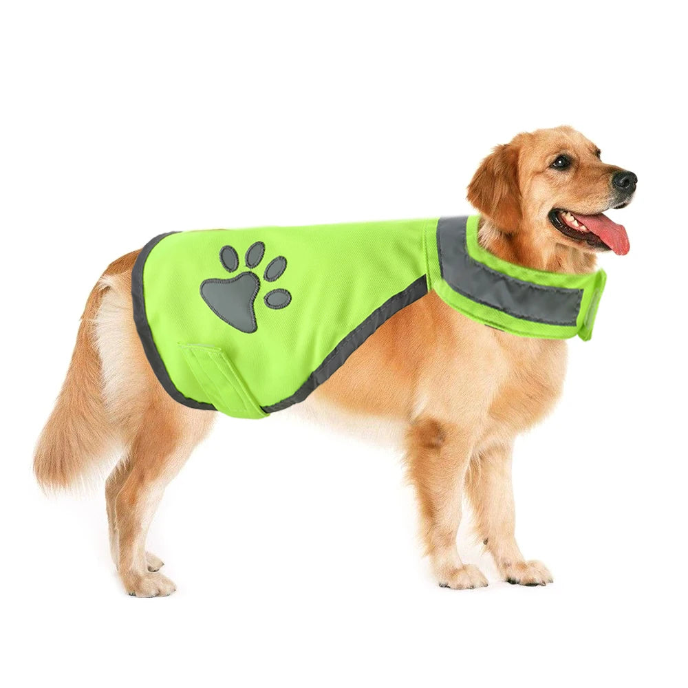 Reflective banding on the hi-vis dog vest returning light in the dark